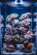 GSP Garden 30