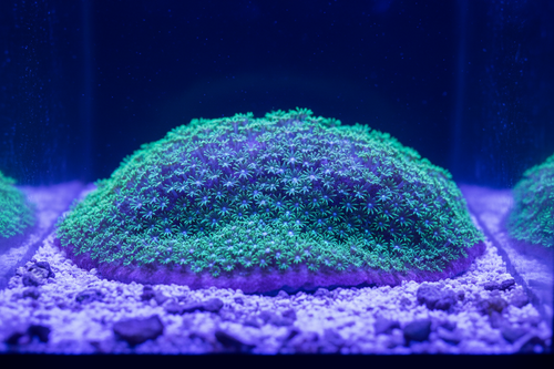 GSP Garden 30