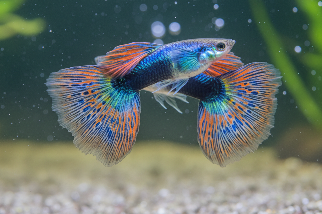 Guppy Pond