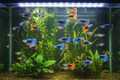 Guppy Pond