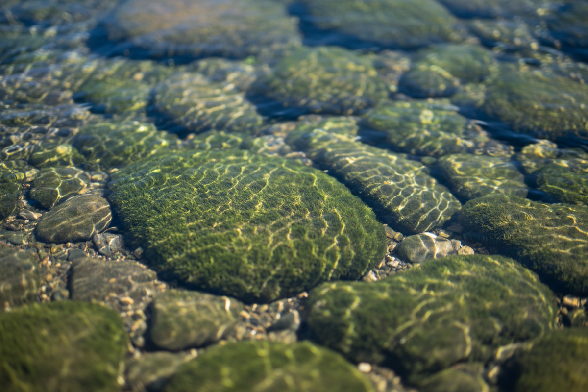 River Stream